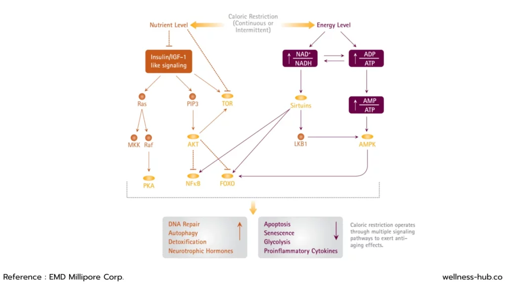 Resveratrol เรสเวอราทรอล | คืออะไร มีประโยชน์อะไร