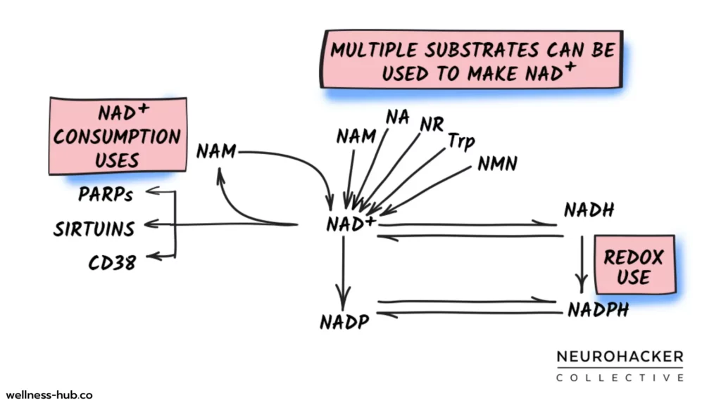 Multiple substrates can be used to make NAD