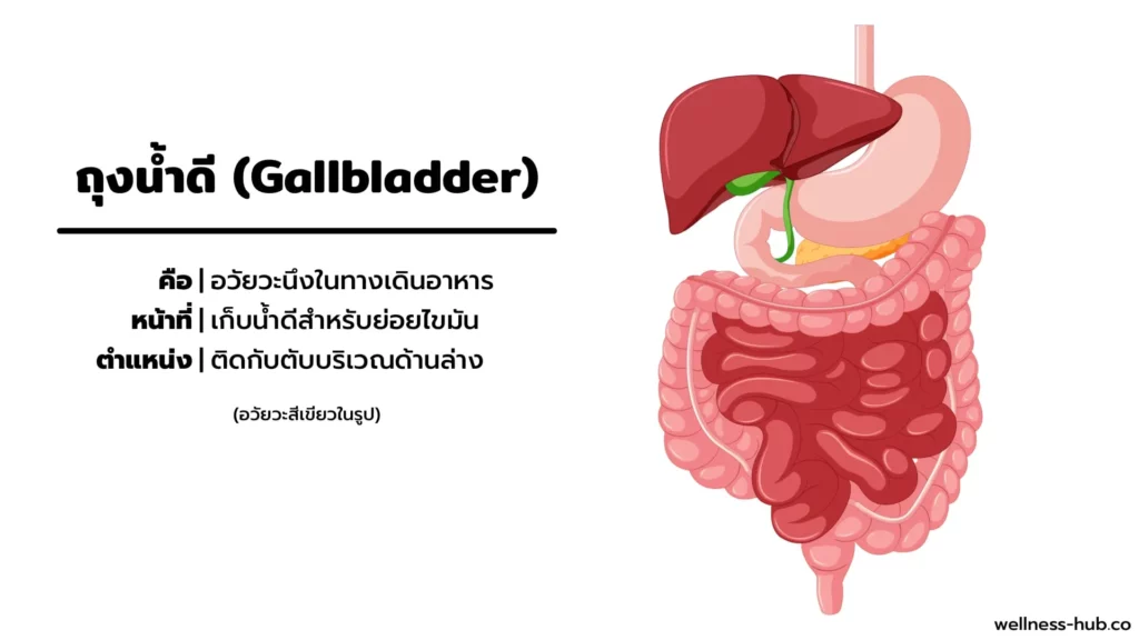 นิ่วในถุงน้ำดี Gallstone | อาการ-สาเหตุ-รักษา-ป้องกัน