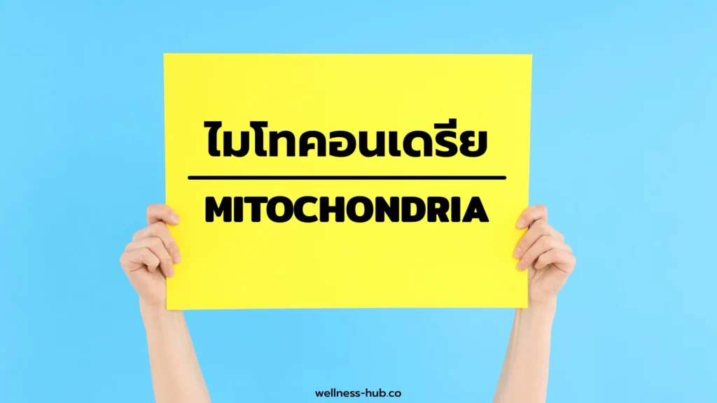 ไมโทคอนเดรีย Mitochondria